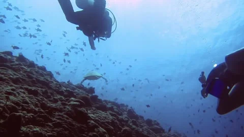 Underwater seascape of 2 divers taking pictures of a turtle, Maldives 動画素材 171194128