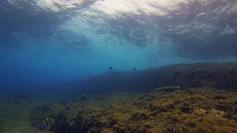 Underwater Seascape. Dramatic Graceful Blue Sunlit Sea Surface Waves &amp; Coral Stock Footage 115852769