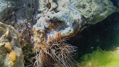 Underwater seascape Stock Footage 75813548
