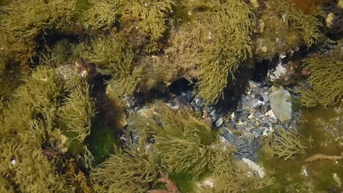 Underwater seascape Stock Footage 109439502