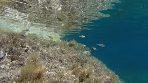 Underwater seascape Video stock 112327135