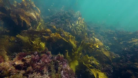 Underwater seascape view 库存影片 250339118