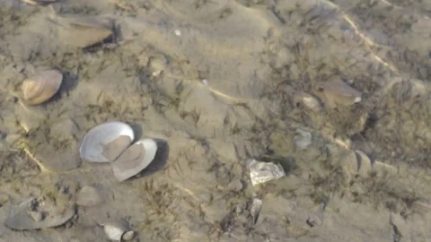 Underwater Seashells and waves Stock Footage 101103642