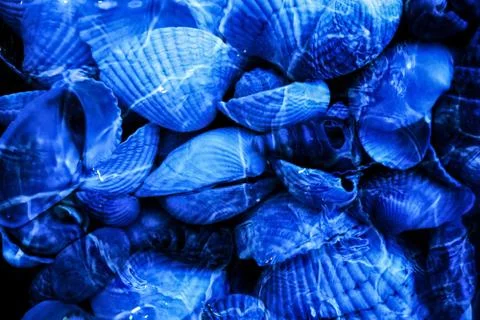 Underwater seashells background. Deep blue ocean or sea surface landscape 스톡 사진