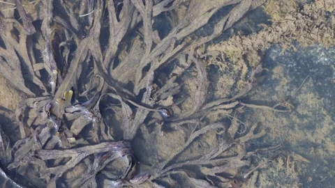 Underwater seaweed algae background with marine wildlife, flat lay Stock Footage 317097781