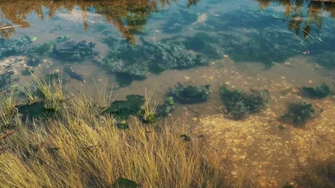 Underwater Seaweed Stock Footage 295237994