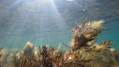 Underwater seaweed illuminated by sunlight Stock Footage 133258602