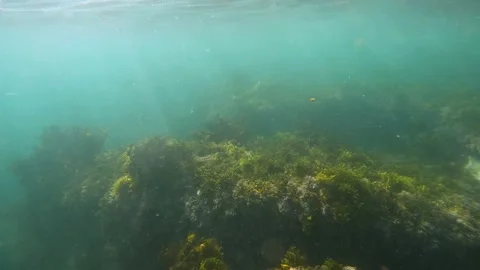 Underwater seaweed with sunlight Stock Footage 237740412