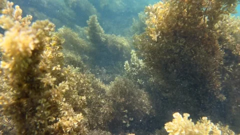 Underwater seaweed sways beneath the surface with natural water motion. Ambient Stock Footage 335584551