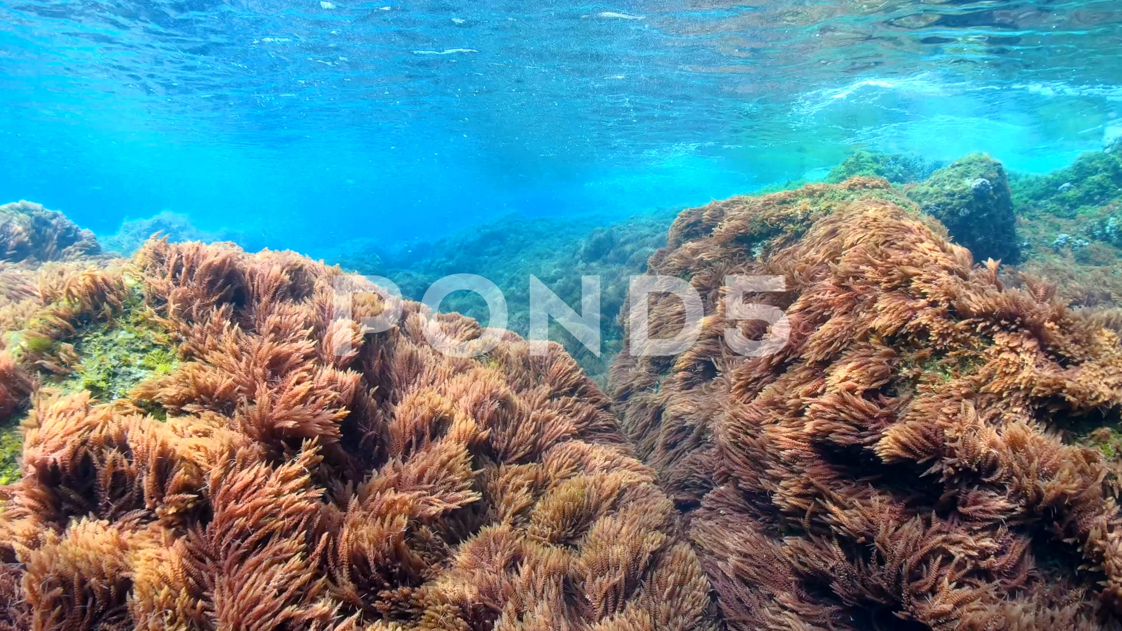 Underwater seaweeds in Mediterranean sea, Stock Video