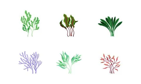 Underwater Seaweeds or Algae Growing on the Ocean Bottom Vector Set Stock-Illustration