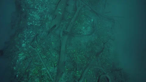 Underwater sediment texture with scattered roots Stock Footage 341359408
