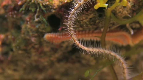 Underwater Segmented Worm HD Stock Footage 505694