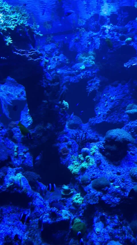 Underwater Serenity Experience a Vibrant and Breathtaking Marine Landscape of Stock Footage 319006169