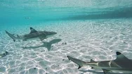 Underwater Several Black-Tipped Sharks In A Lagoon French Polynesia Stock Footage