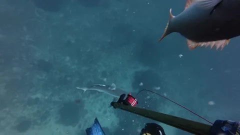 Underwater Shark Chasing Diving In Tropical Water (4k) Stock Footage 329711178