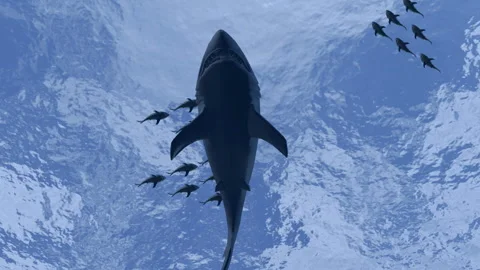 Underwater shark Stock Footage 287348194