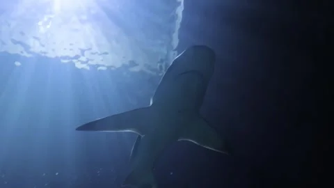 Underwater shark with sun rays and flare Stock Footage 297369150