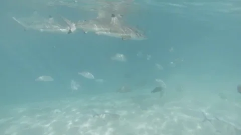 Underwater Sharks, Fish &amp; Stingrays Stock Footage 85196459