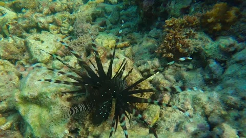 UNDERWATER SHIT OF ALION FISH Stock Footage 258781179