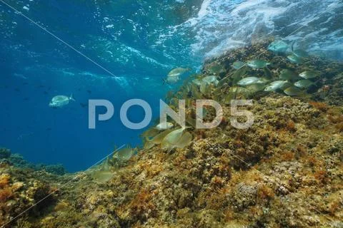 Underwater shoal of fish Mediterranean sea France Stock Photos