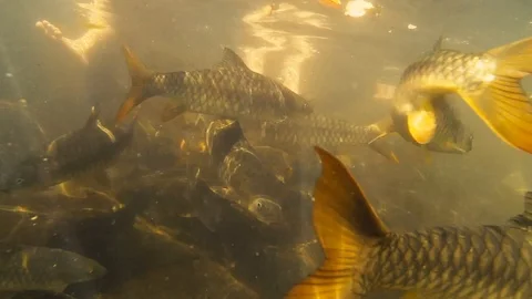 Underwater shoot. A flock of fish and human legs under water Stock Footage 103131043