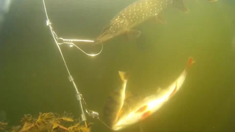 Ice Fishing for Esox Lucious. Big Winter Pike Caught on Rattle