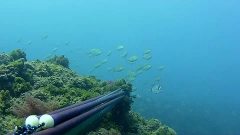 Underwater shooting catch of two fish Stock Footage 171527008
