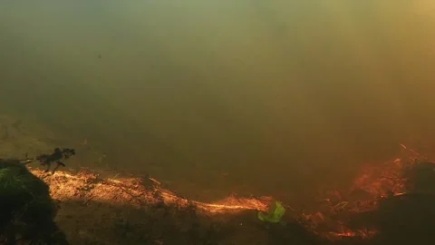 Underwater shooting Stock Footage 162166451