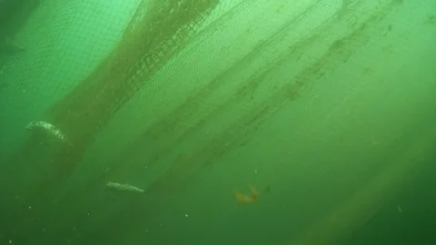 Underwater Fishing Net Stock Video Footage