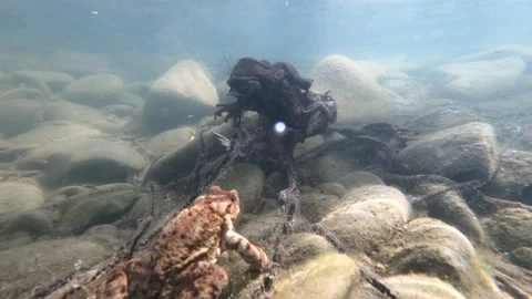 Underwater shooting of toad breeding in a mountain river Stock Footage 239475586