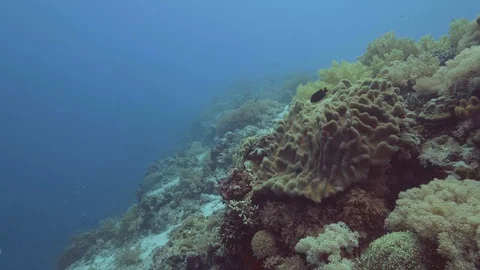 Underwater shooting while scuba diving. Sea fish swimming on coral reef Video stock 100489513