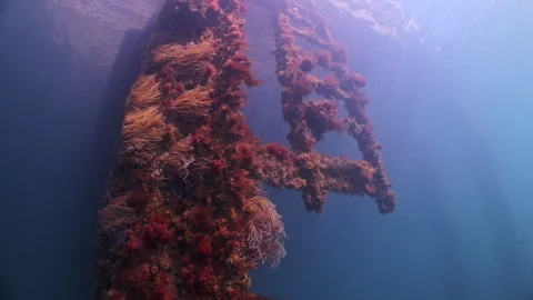 Underwater shot of algae covered ladder and structure under Swanage, Dorset, UK Stock Footage 346308357