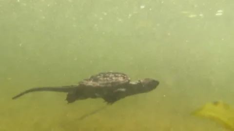 Underwater shot of baby snapping turtle swimming Video stock 316743853