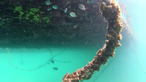 Underwater shot  barnacles live on floating dock, serving as food source. Video stock 285036618
