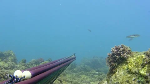 Underwater shot capturing a mullet Stock Footage 171526890