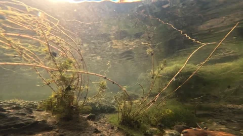 Underwater Shot of a Clear River with sunlight reflections, fish passing by Stock Footage 314079036