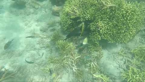 Underwater shot, colorful Tropical Fish eat on Coral reef, Perhentian, Malaysia Video stock 201110153