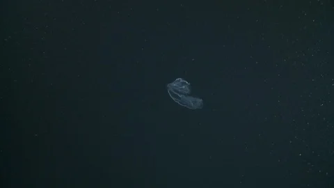 Underwater shot of a comb jelly floating in the Arctic Ocean Video stock 100906258