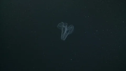 Underwater shot of a comb jelly floating in the Arctic Ocean Video stock 100907014