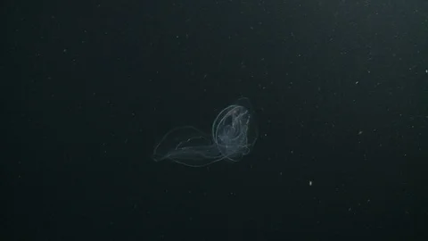 Underwater shot of a comb jelly floating in the Arctic Ocean Video stock 100907795
