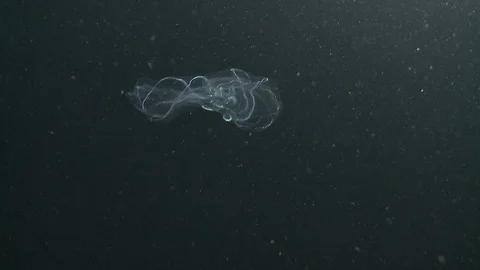 Underwater shot of a comb jelly floating in the Arctic Ocean Video stock 100908018