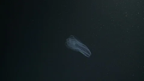 Underwater shot of a comb jelly floating in the Arctic Ocean Video stock 100910335