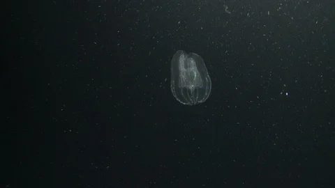 Underwater shot of a comb jelly floating in the Arctic Ocean Video stock 100911319