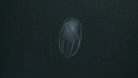 Underwater shot of a comb jelly floating in the Arctic Ocean Video stock 100912014