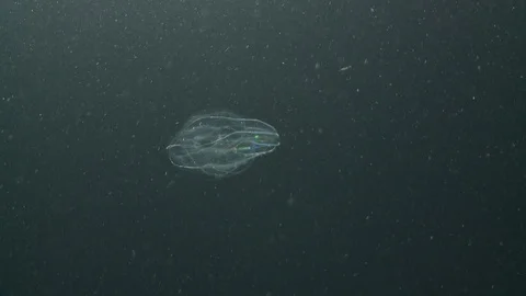 Underwater shot of a comb jelly floating in the Arctic Ocean Video stock 100961688