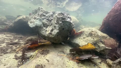 Underwater shot of Common roach (Rutilus rutilus) looking for food under a Stock Footage 292273266