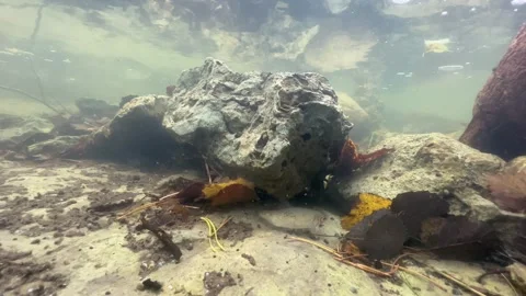 Underwater shot of Common roach (Rutilus rutilus) in a shallow stream in Stock Footage 292278040