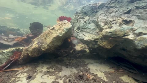 Underwater shot of Common roaches (Rutilus rutilus) hiding between the Stock Footage 292276537