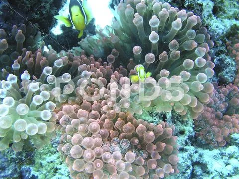 Underwater shot of coral Maldives Islands Stock Photos